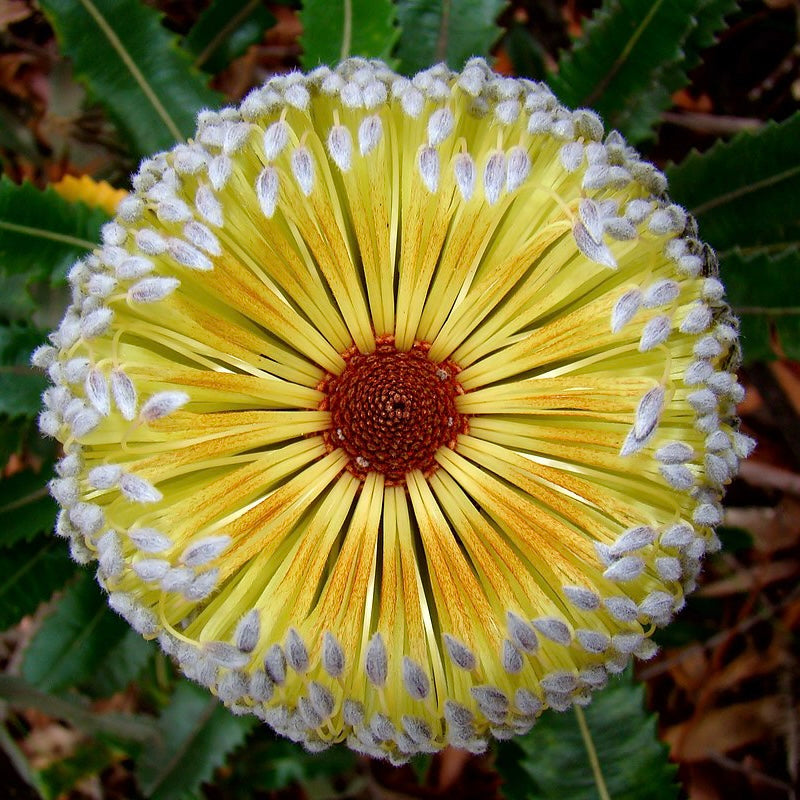 Banksia Coasters