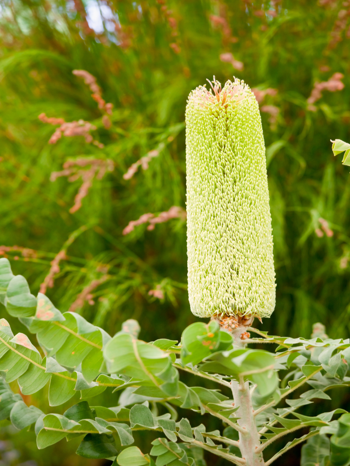 Banksia Vase