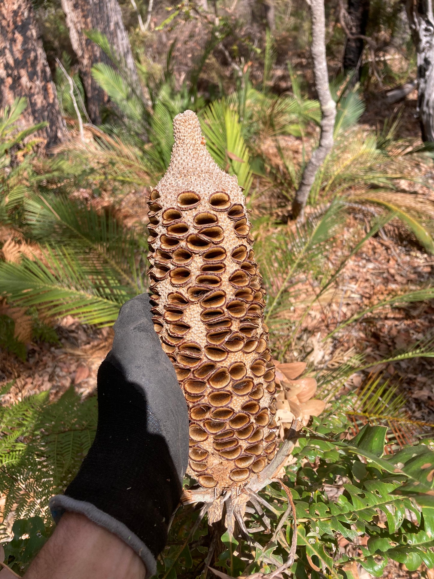 Banksia Salt & Pepper Grinder